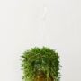 Ruby Necklace – 6″ Hanging Basket